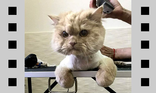 Стрижка котів та собак