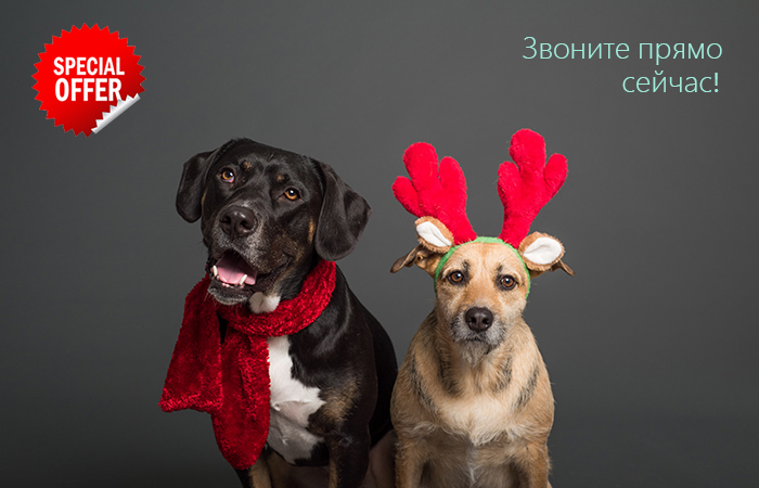 Моделі школи грумінгу